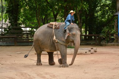 Fil gibi insanlar Tayland fil Koruma Merkezi Lampang-A vitrin bir Tay dili veya Asya fili yeteneklerini göstermek için bir faaliyet gösteriyor