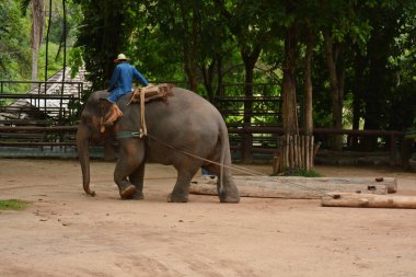Fil gibi insanlar Tayland fil Koruma Merkezi Lampang-A vitrin bir Tay dili veya Asya fili yeteneklerini göstermek için bir faaliyet gösteriyor