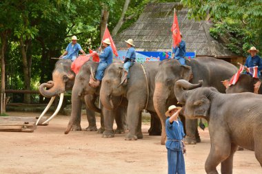 Fil gibi insanlar Tayland fil Koruma Merkezi Lampang-A vitrin bir Tay dili veya Asya fili yeteneklerini göstermek için bir faaliyet gösteriyor