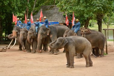 Fil gibi insanlar Tayland fil Koruma Merkezi Lampang-A vitrin bir Tay dili veya Asya fili yeteneklerini göstermek için bir faaliyet gösteriyor