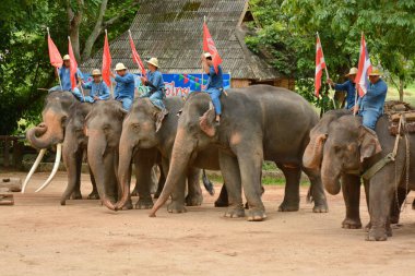 Fil gibi insanlar Tayland fil Koruma Merkezi Lampang-A vitrin bir Tay dili veya Asya fili yeteneklerini göstermek için bir faaliyet gösteriyor