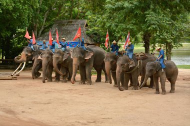 Fil gibi insanlar Tayland fil Koruma Merkezi Lampang-A vitrin bir Tay dili veya Asya fili yeteneklerini göstermek için bir faaliyet gösteriyor