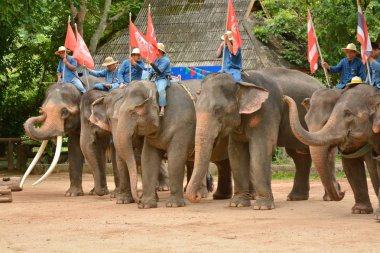 Fil gibi insanlar Tayland fil Koruma Merkezi Lampang-A vitrin bir Tay dili veya Asya fili yeteneklerini göstermek için bir faaliyet gösteriyor