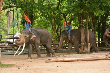 Fil gibi insanlar Tayland fil Koruma Merkezi Lampang-A vitrin bir Tay dili veya Asya fili yeteneklerini göstermek için bir faaliyet gösteriyor