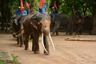 Fil gibi insanlar Tayland fil Koruma Merkezi Lampang-A vitrin bir Tay dili veya Asya fili yeteneklerini göstermek için bir faaliyet gösteriyor