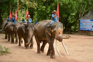 Fil gibi insanlar Tayland fil Koruma Merkezi Lampang-A vitrin bir Tay dili veya Asya fili yeteneklerini göstermek için bir faaliyet gösteriyor