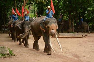 Fil gibi insanlar Tayland fil Koruma Merkezi Lampang-A vitrin bir Tay dili veya Asya fili yeteneklerini göstermek için bir faaliyet gösteriyor