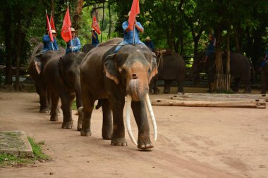 Fil gibi insanlar Tayland fil Koruma Merkezi Lampang-A vitrin bir Tay dili veya Asya fili yeteneklerini göstermek için bir faaliyet gösteriyor