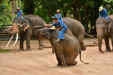Fil gibi insanlar Tayland fil Koruma Merkezi Lampang-A vitrin bir Tay dili veya Asya fili yeteneklerini göstermek için bir faaliyet gösteriyor
