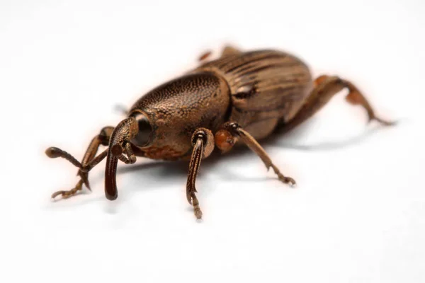 Chororão Milho Curculio Glandium Isolado Socapa — Fotografia de Stock