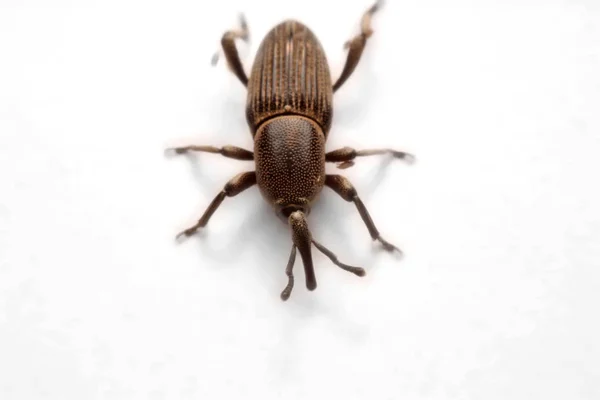 Whit üzerinde izole meşe palamudu weevil, Curculio glandium,