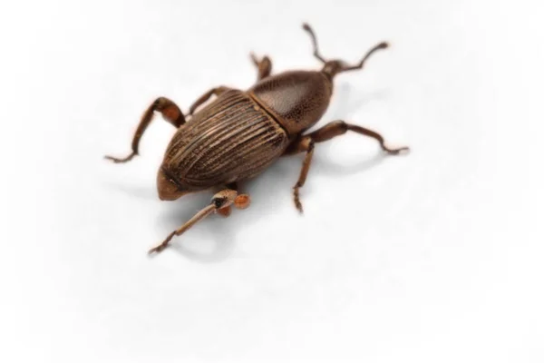 Acorn Weevil Curculio Glandium Geïsoleerd Whit — Stockfoto