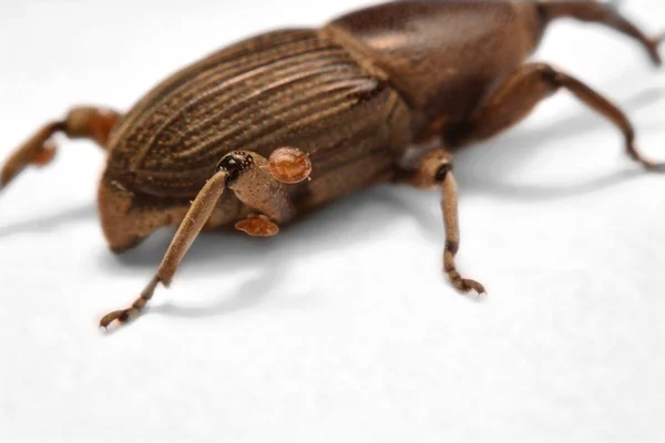 Eichelkäfer Curculio Glandium Isoliert Pfingsten — Stockfoto