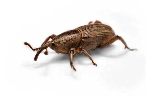 Chororão Milho Curculio Glandium Isolado Socapa — Fotografia de Stock