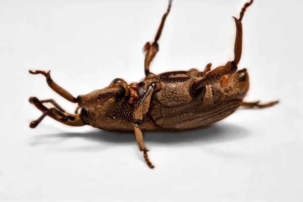 Chororão Milho Curculio Glandium Isolado Socapa — Fotografia de Stock