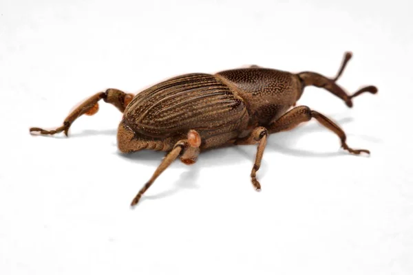 Charançon Maïs Curculio Glandium Isolé Sur Fouet — Photo