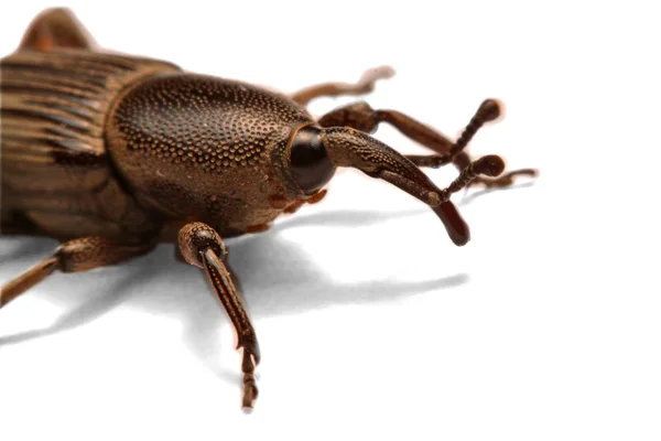 Acorn Weevil Curculio Glandium Geïsoleerd Whit — Stockfoto