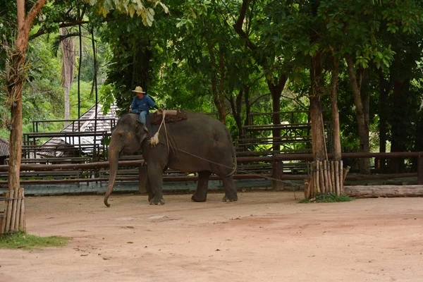 Слон Показывает Одну Деятельность Люди Хотели Показать Таиланд Центр Сохранения — стоковое фото