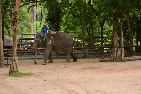 코끼리는 아시아 코끼리의 능력의 코끼리 Lampang 전시를 하고자 사람들이 활동을 — 스톡 사진
