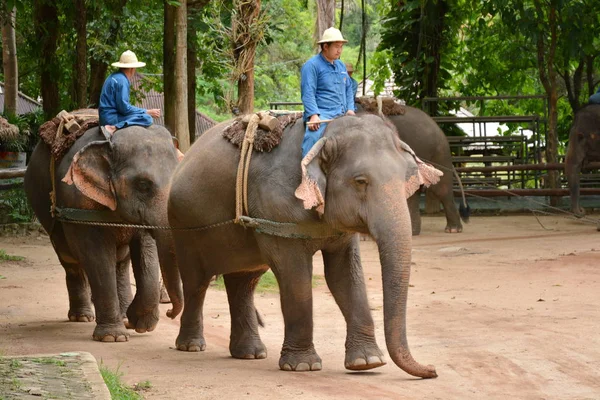 Olifant Toon Één Activiteit Die Mensen Willen Tonen Thailand Elephant — Stockfoto