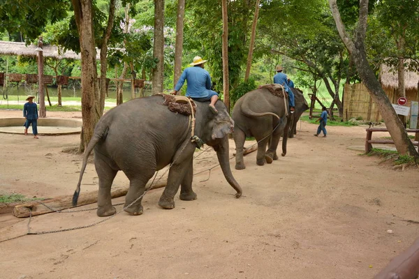 Слон Показывает Одну Деятельность Люди Хотели Показать Таиланд Центр Сохранения — стоковое фото