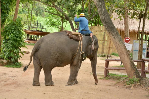 Elefanten Visar Aktivitet Som Människor Gillar Att Visa Thailand Elephant — Stockfoto