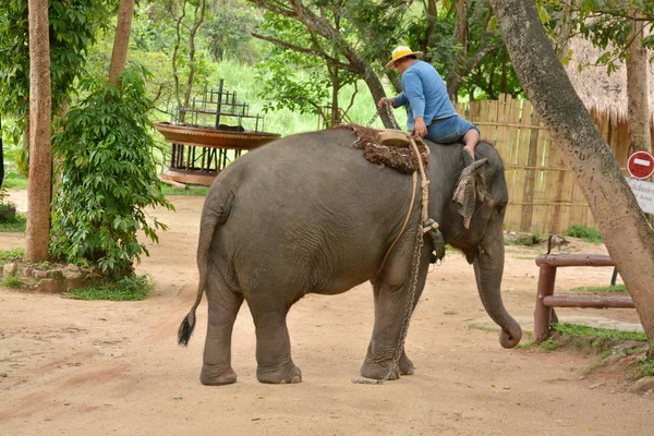 大象展示了一种活动 人们喜欢向泰国大象保护中心南邦展示泰国或亚洲大象的能力 — 图库照片