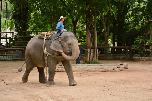 Der Elefant Zeigt Eine Aktivität Die Die Leute Dem Thailändischen — Stockfoto