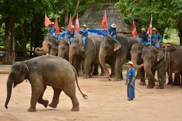Elefante Mostrar Uma Atividade Que Pessoas Gostam Mostrar Tailândia Elephant — Fotografia de Stock