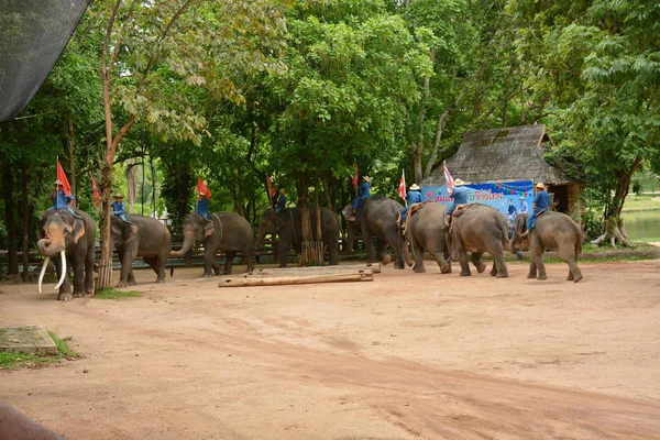 Olifant Toon Één Activiteit Die Mensen Willen Tonen Thailand Elephant — Stockfoto
