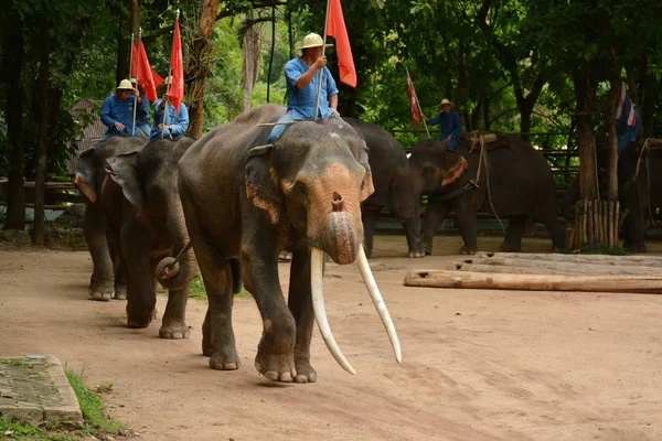 Fil gibi insanlar Tayland fil Koruma Merkezi Lampang-A vitrin bir Tay dili veya Asya fili yeteneklerini göstermek için bir faaliyet gösteriyor