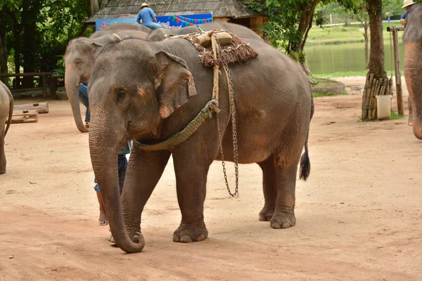 象はタイやアジア象の能力のタイの象保護センター Lampang ショーケースを表示する人々 のような つのアクティビティを表示します — ストック写真
