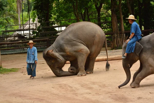 Éléphant Montre Une Activité Que Les Gens Aiment Montrer Thaïlande — Photo