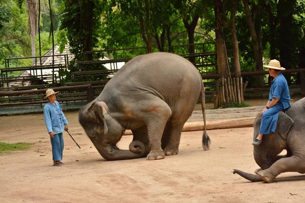 Elefanten Visar Aktivitet Som Människor Gillar Att Visa Thailand Elephant — Stockfoto