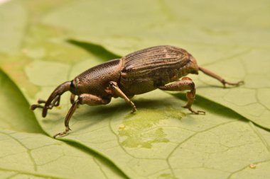 Makro çekim, makro çekim