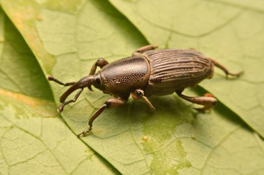 Makro çekim, makro çekim