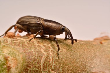 Makro çekim, makro çekim