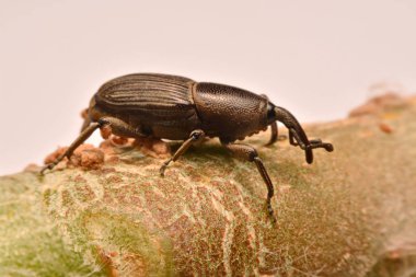 Makro çekim, makro çekim