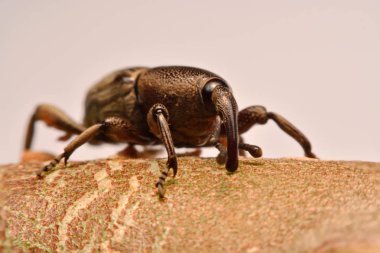 Makro çekim, makro çekim