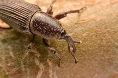 Makro çekim, makro çekim