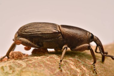 Makro çekim, makro çekim