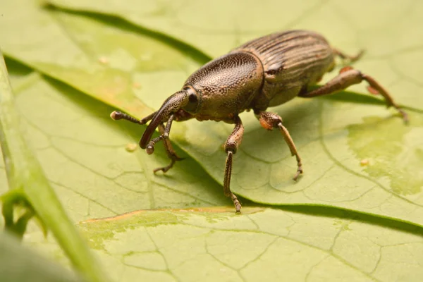 Macro Opnamen Macro Opnamen — Stockfoto