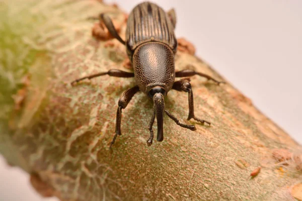 Makroschießen Makroschießen Stockbild