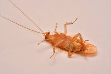 Makro fotoğraf, portre hamam böceği böcek ilacı ürün kavramı seçici odak, kanatlı böcek için beyaz arka plan üzerinde