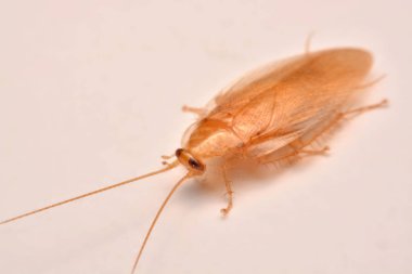 Makro fotoğraf, portre hamam böceği böcek ilacı ürün kavramı seçici odak, kanatlı böcek için beyaz arka plan üzerinde