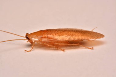 Makro fotoğraf, portre hamam böceği böcek ilacı ürün kavramı seçici odak, kanatlı böcek için beyaz arka plan üzerinde