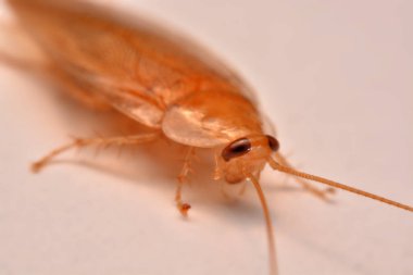 Makro fotoğraf, portre hamam böceği böcek ilacı ürün kavramı seçici odak, kanatlı böcek için beyaz arka plan üzerinde