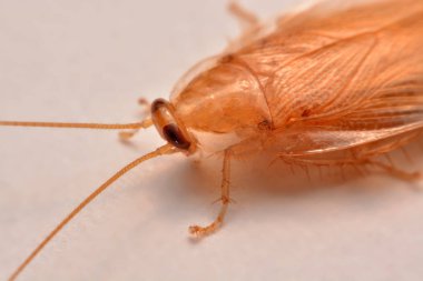 Makro fotoğraf, portre hamam böceği böcek ilacı ürün kavramı seçici odak, kanatlı böcek için beyaz arka plan üzerinde
