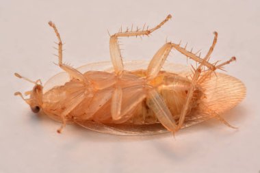 Makro fotoğraf, portre hamam böceği böcek ilacı ürün kavramı seçici odak, kanatlı böcek için beyaz arka plan üzerinde