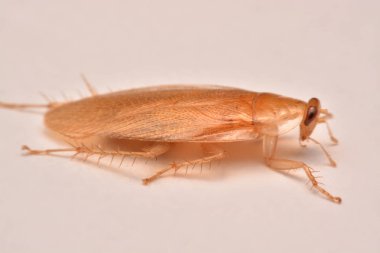 Makro fotoğraf, portre hamam böceği böcek ilacı ürün kavramı seçici odak, kanatlı böcek için beyaz arka plan üzerinde